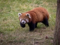 Roter Panda