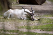 Addax-Antilope