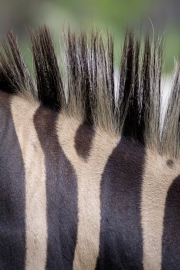 Hartmann-Bergzebra