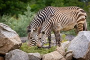 Hartmann-Bergzebra