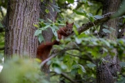 Eurasisches Eichhörnchen