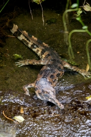 Sunda-Gavial