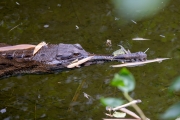 Sunda-Gavial