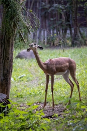 Gerenuk (Jungtier)