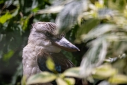 Kookaburra