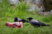 Nebelkrähen am Geierbuffet