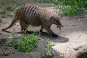 Zebramanguste