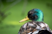 Stockente