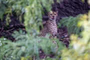 Sudan-Gepard