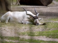 Addax-Antilope