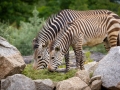 Hartmann-Bergzebra