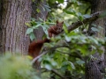 Eurasisches Eichhörnchen
