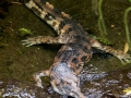 Sunda-Gavial
