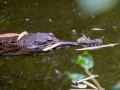 Sunda-Gavial