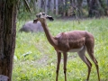 Gerenuk (Jungtier)
