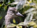 Kookaburra