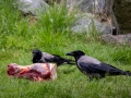 Nebelkrähen am Geierbuffet