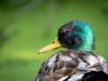 Stockente