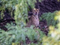 Sudan-Gepard