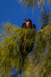 Fregattvogel