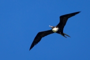 Fregattvogel