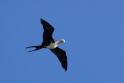 Fregattvogel