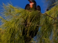 Fregattvogel