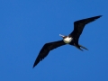 Fregattvogel