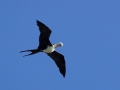 Fregattvogel