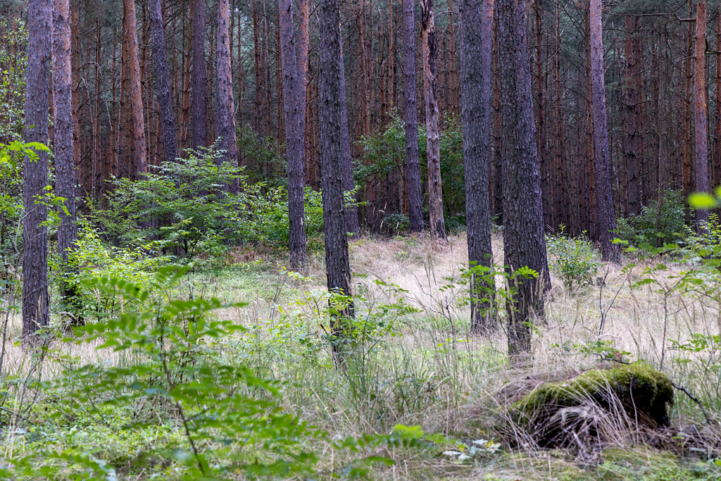 Wanderung um den Großen Teich, Hügelgrab
