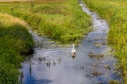 Wanderung um den Großen Teich, Torgau
