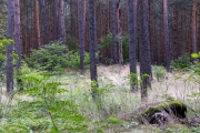 Wanderung um den Großen Teich, Hügelgrab