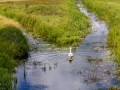 Wanderung um den Großen Teich, Torgau