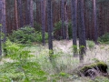 Wanderung um den Großen Teich, Hügelgrab