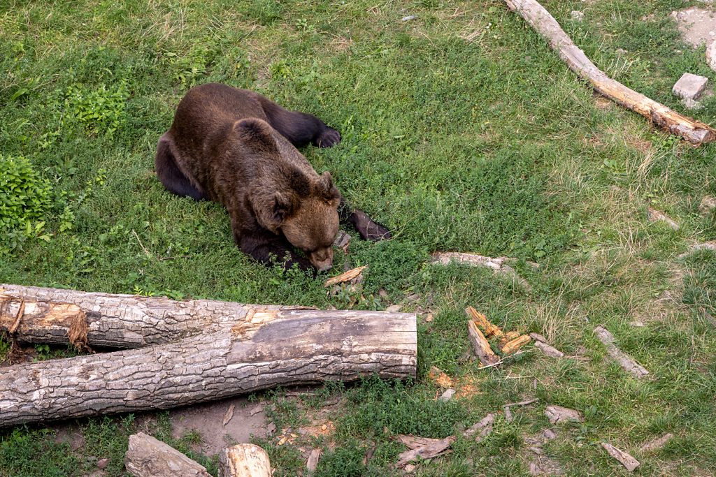 Schloss Hartenfels, Bärengraben