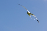 Weißschwanz-Tropikvogel
