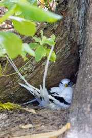 Weißschwanz-Tropikvogel