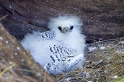 Weißschwanz-Tropikvogel