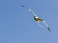 Weißschwanz-Tropikvogel