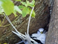 Weißschwanz-Tropikvogel