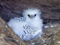 Weißschwanz-Tropikvogel