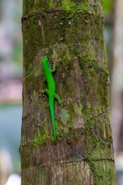 Stripeless Day Gecko