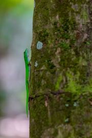 Stripeless Day Gecko
