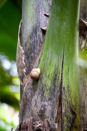 Coco-de-Mer Snail
