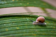 Praslin Snail