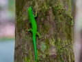 Stripeless Day Gecko