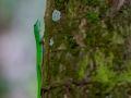 Stripeless Day Gecko