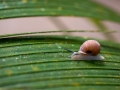 Praslin Snail
