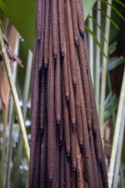 Stelzenpalme, Verschaffeltia splendida