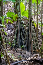Stelzenpalme, Verschaffeltia splendida